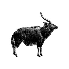 illustration of a Nyala, showcasing its elegant spiral horns, distinctive striped coat, and graceful posture. The artwork features clean lines and natural wildlife aesthetics.