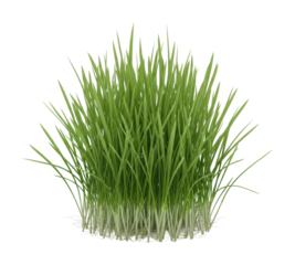 Growing healthy grass in a home garden nature plant care isolated on transparent background