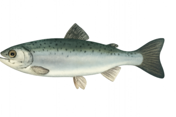 Freshwater salmonid fish illustration with speckled green-gray back and light belly, perfect for culinary and nature themes
