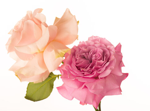 Two fowers roses beautiful pink bouquet isolated on white macro close up 