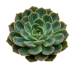 Succulent plant display botanical natural light isolated on transparent background