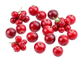 Harvesting fresh cranberries farm field food outdoors isolated on transparent background