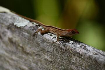 Juvenile Brown Anole (Anolis sagrei) laying on boardwalk path in Southwestern Florida Swamps