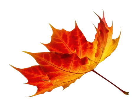 Vibrant autumn maple leaf nature fall colors isolated on transparent background