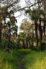 Trail lined with Sabal Palmetto trees and understory grasses in rural central Floirida River systems