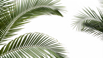 Tropical palm fronds with geometric distortion overlay cut out on PNG. AI GENERATED.