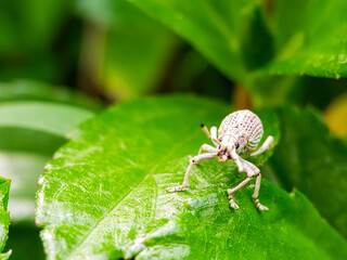 White weevil macro on lush green plant leaf