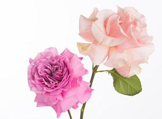 Two roses bouquet pink color macro isolated on white