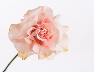 Beautiful flower pink rose isolated on white background macro close up
