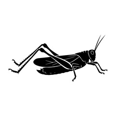 A black and white illustration of a grasshopper on a white background