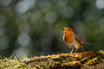 Close-up view of robin resting on the ground. Blur background with shallow depth of field.
