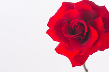 Red rose flower beautiful macro close up big over white background