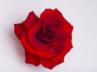 Red rose flower beautiful macro close up big over white background