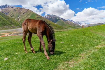 Dark foal grazing on green hillside in sunny Caucasus valley