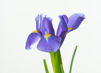 Iris flower blue purple Beautiful color isolated on white macro