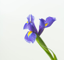 Iris flower blue purple Beautiful color isolated on white macro