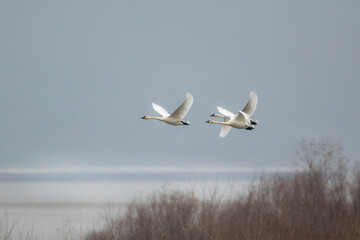 tundra swans in migration through the Upper Mississippi River