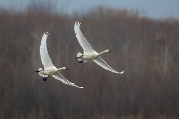 tundra swans in migration through the Upper Mississippi River © Joni Welda  