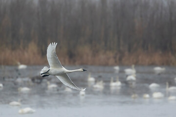 tundra swans in migration through the Upper Mississippi River