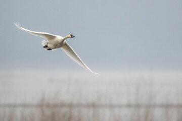 tundra swans in migration through the Upper Mississippi River