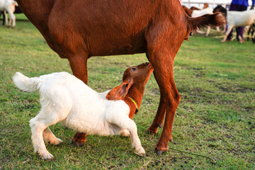 A cute baby goat feeding milk from her mother in local farm.