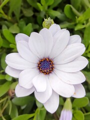 Obraz premium ladybug on daisy