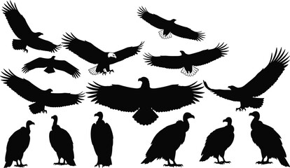 Obraz premium Collection of black silhouette eagles and vultures in various poses bird