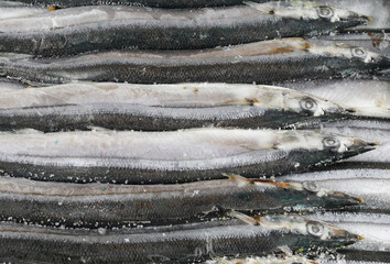 close up on frozen pacific saury © nd700
