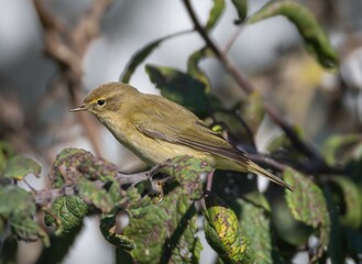 Chiffchaff (Phylloscopus collybita) sitting in a bush on the southern tip of Oland, Sweden.