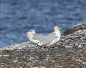 Obraz premium European Herring Gull (Larus argentatus) on southern Oland island, Sweden.