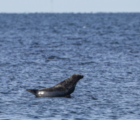 Fototapeta premium Grey Seal (Halichoerus grypus) at Ottenby nature reserve, southern Oland, Sweden.