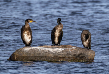Great Cormorant (Phalacrocorax carbo) sitting on a rock outside southern Oland island, Sweden.