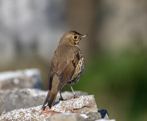 Naklejka premium Song Thrush (Turdus philomelos) sitting on a wall on southern Oland island, Sweden.