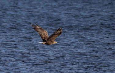 White-tailed Eagle (Haliaeetus albicilla) flying over the Baltic sea outside southern Oland island, Sweden.