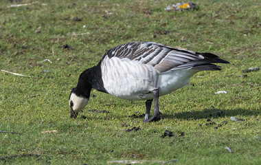 Barnacle Goose (Branta leucopsis) foraging,at southern Oland island, Sweden.