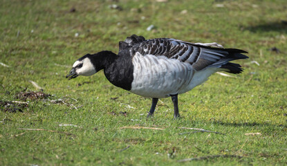 Barnacle Goose (Branta leucopsis) at southern Oland island, Sweden.