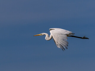 White heron in flight over rice fields of the Albufera of Valencia (Spain)