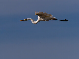 White heron in flight over rice fields of the Albufera of Valencia (Spain)