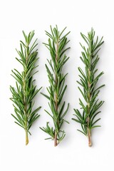 Obraz premium Three sprigs of fresh rosemary, green and aromatic, laid side-by-side on a clean, white surface.