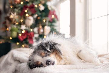 Adorable sleeping blue merle miniature australian shepherd sleeping in front of a christmas tree...
