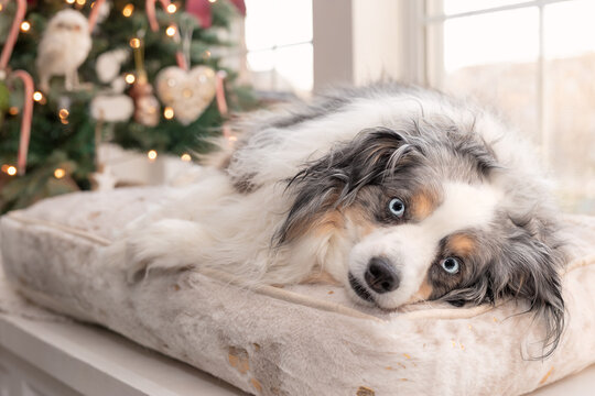 Adorable sleeping blue merle miniature australian shepherd sleeping in front of a christmas tree snuggled up on blankets