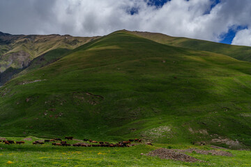Grazing herd beneath vast sunlit hillside in high mountain valley
