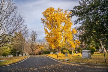 cemetery in the autumn