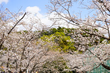 満開の桜が一面に広がる春の風景。新緑と淡い花色の対比が美しく、季節イベント・観光PR・背景素材として高い利用価値。日本の春・花見・四季を象徴するストック向け風景写真