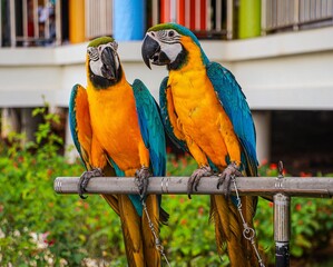 blue and gold macaw