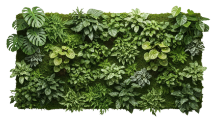 Lush vertical garden with diverse green plants and moss, cut out, stock png, isolated on transparent background