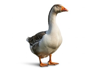 A domestic goose standing proudly isolated on white background