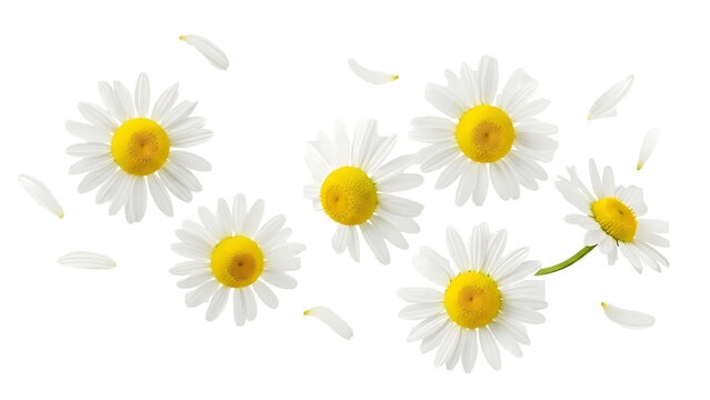 Delicate white chamomile flowers scattered on black background