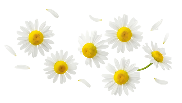 Delicate white chamomile flowers scattered on black background
