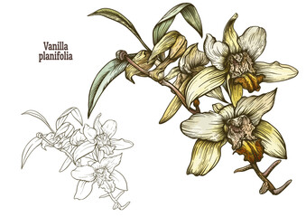 Botanical illustration of Vanilla planifolia orchid, tropical flowers in color and outline engraving. Ideal for decor, botanical art, templates, gardening, vintage spice labels
